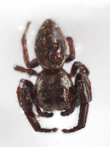 Macaroeris nidicolens